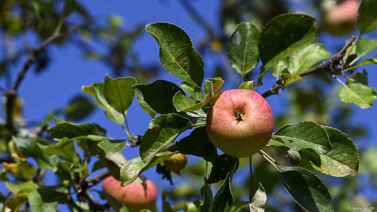 Schräger Holzpfahl am Obstbaum: Darum steckte man ihn früher in die Erde