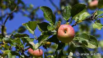 Schräger Holzpfahl am Obstbaum: Darum steckte man ihn früher in die Erde