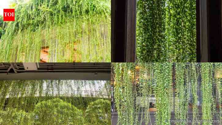 DIY: Create a beautiful "living curtain" with hanging plants to add privacy, freshness and natural charm to your home