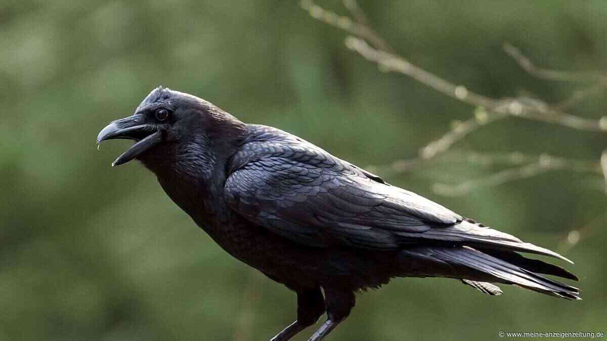 Wahl zum „Vogel des Jahres“ beginnt – was bringt die Kür?