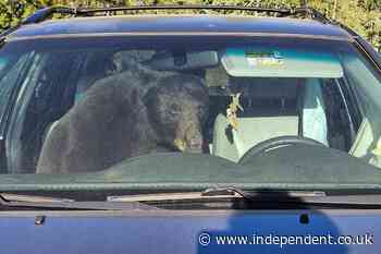 Inside the deadly summer of human-bear conflicts sweeping across the American West