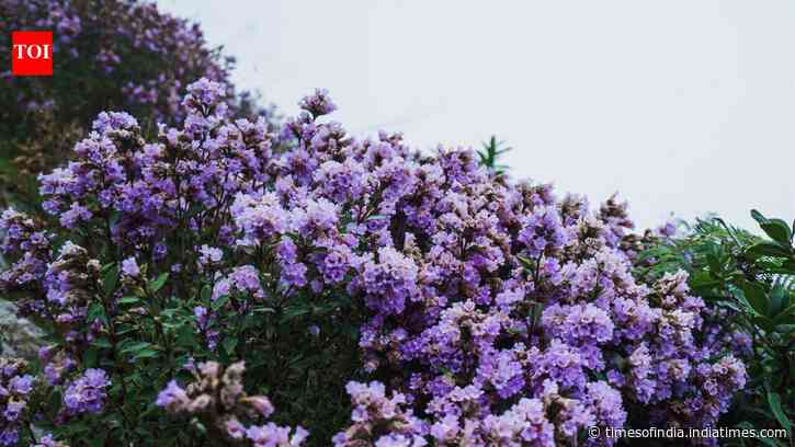 Rare Neelakurinji bloom is back in Kerala after 12 years; here's where you can see it
