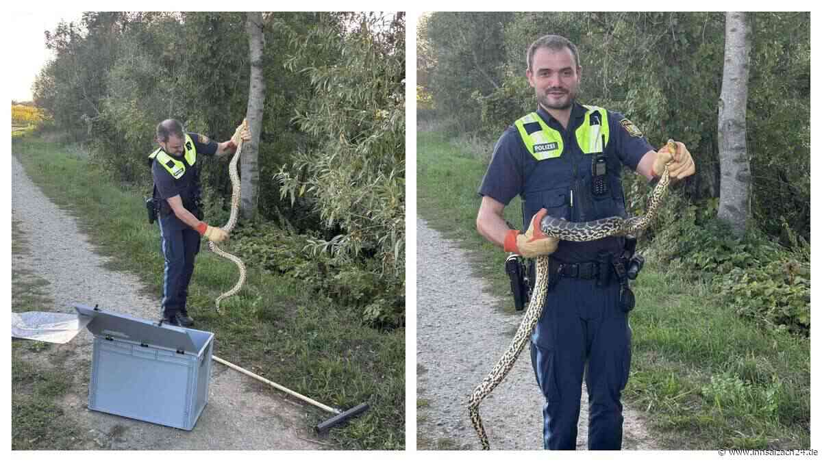 Zwei Meter lang: Spaziergängerin entdeckt exotische Würgeschlange mitten in Bayern