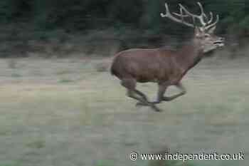 Stag flees hunters in dramatic footage as police launch investigation