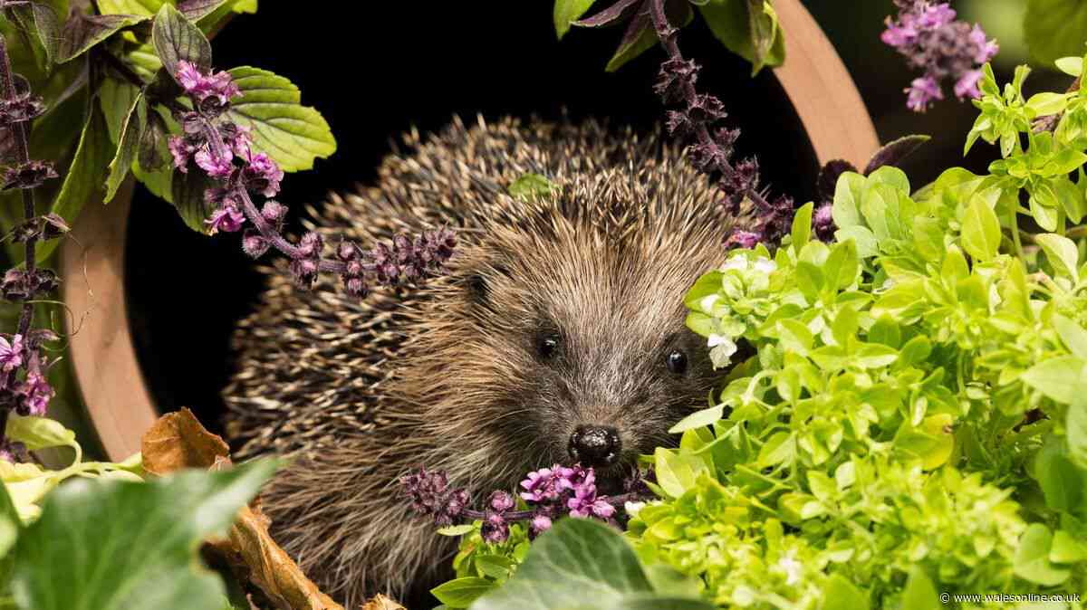 Protect hedgehogs in your garden this autumn with addition of one thing