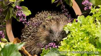Protect hedgehogs in your garden this autumn with addition of one thing