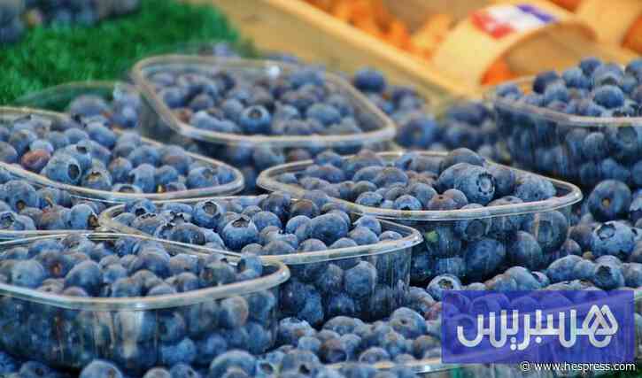 نمو قياسي للتوت المغربي في فنلندا