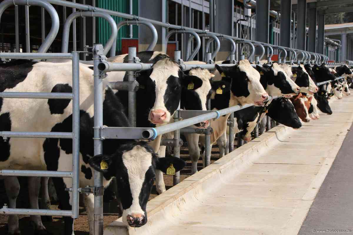 Neuartiges Virus befällt Rinder im Vogtland