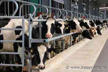 Neuartiges Virus befällt Rinder im Vogtland