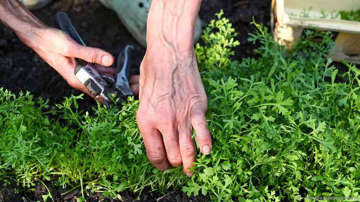 Garten im Herbst: Experte verrät, was Sie jetzt unbedingt ernten, lagern und pflanzen sollten