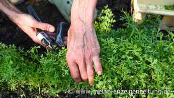 Garten im Herbst: Experte verrät, was Sie jetzt unbedingt ernten, lagern und pflanzen sollten