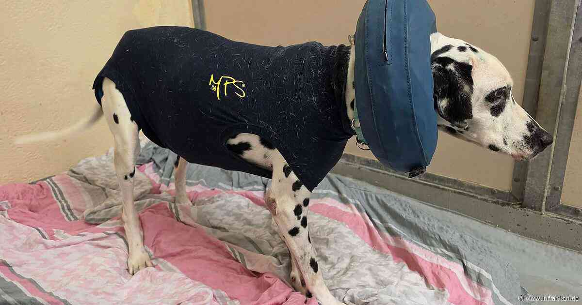 "7 Jahre Hölle": Tierheim in Franken macht Hunde-Schicksal öffentlich