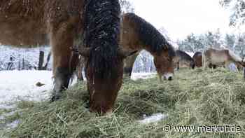 Auf Gotland zu Hause: Das robuste Pony mit eigenem Kopf