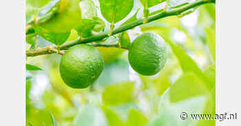 Prijzen voor limes in Brazilië stijgen in twee maanden met 226%