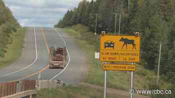 N.B. continues to install wildlife crossings in attempt to reduce vehicle collisions