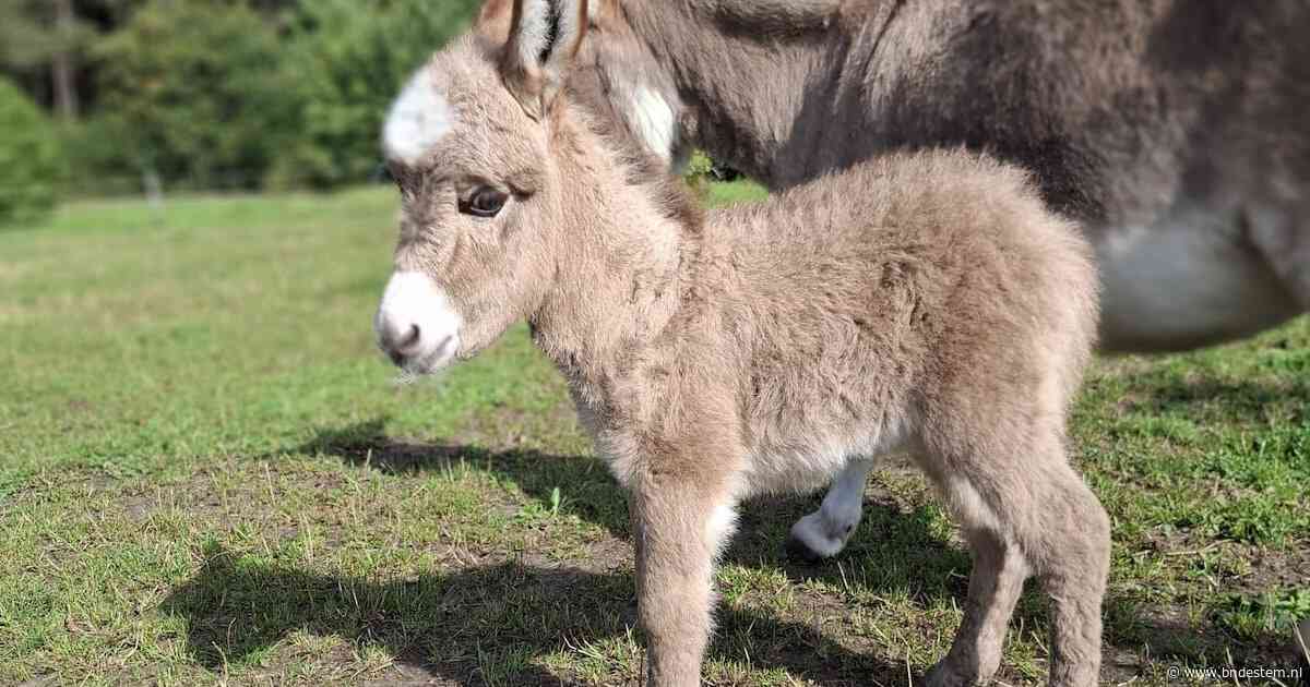 Piepjong ezeltje Pleuntje gestolen uit wei in Baarle-Nassau, eigenaresse vreest voor haar leven: ‘Ze is nog zo kwetsbaar’