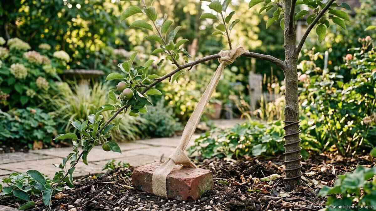 Steile Triebe im Garten: Dieser Trick sollten Gärtner kennen