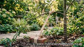 Steile Triebe im Garten: Dieser Trick sollten Gärtner kennen