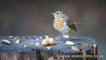 Attract robins to your garden this autumn by leaving out household item
