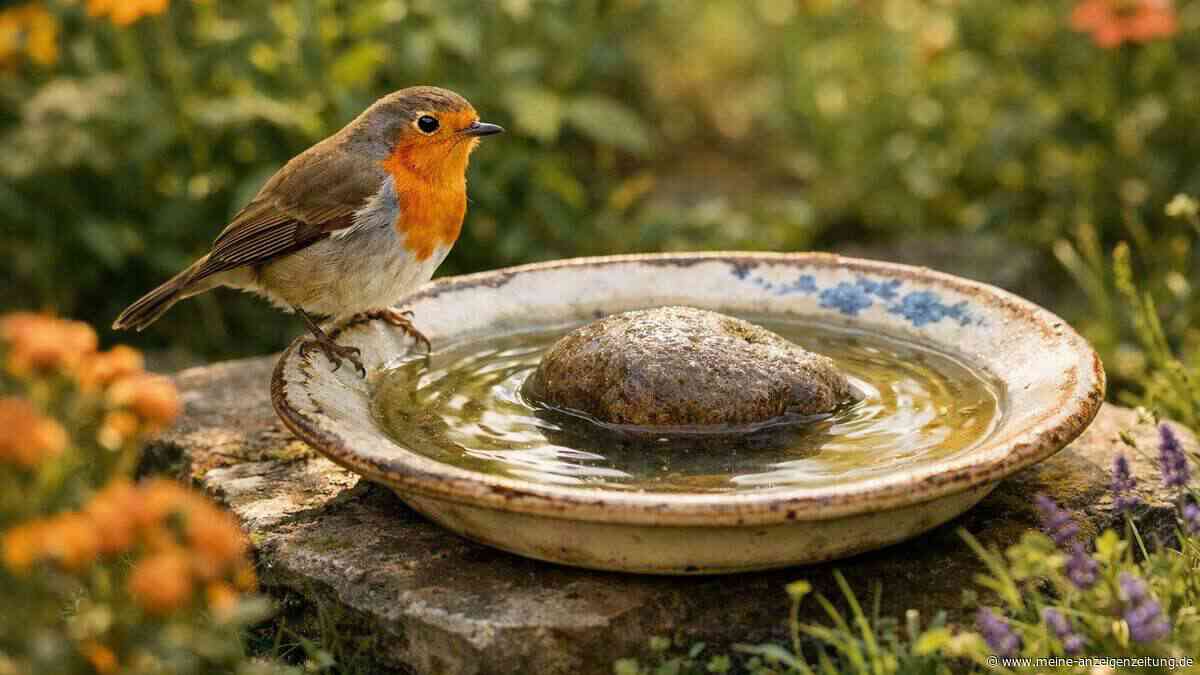 Genialer Gartentrick: Warum man jetzt einen Stein auf einen alten Teller legen solltet