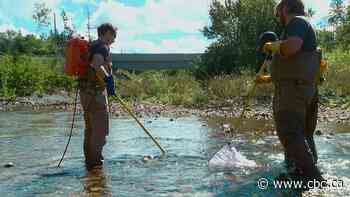 Cape Breton salmon association using electrofishing to monitor Margaree River