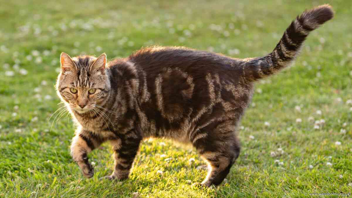 Stop neighbours' cats using your garden as toilet by spraying 1 ingredient outdoors