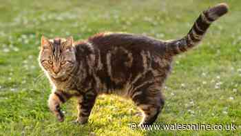 Stop neighbours' cats using your garden as toilet by spraying 1 ingredient outdoors