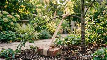 Steile Triebe im Garten: Dieser Trick sollten Gärtner kennen