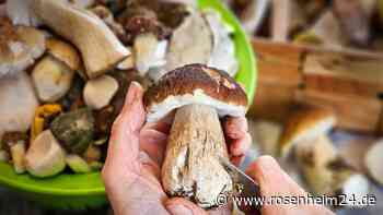 Pilzsammler traut seinen Augen kaum – dieser Steinpilz wiegt 1,5 Kilo: „Frisch und vollkommen”
