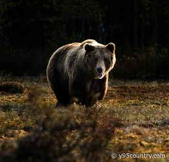 Wyoming Hunters Need To Be Bear Wise When Hunting This Fall