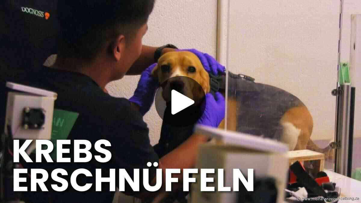 Krebs erschnüffeln: Video zeigt tierische Hightech-Sensoren