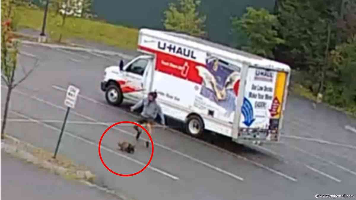Mystery beast launches string of attacks in New Hampshire as officials scramble to identify the animal at large