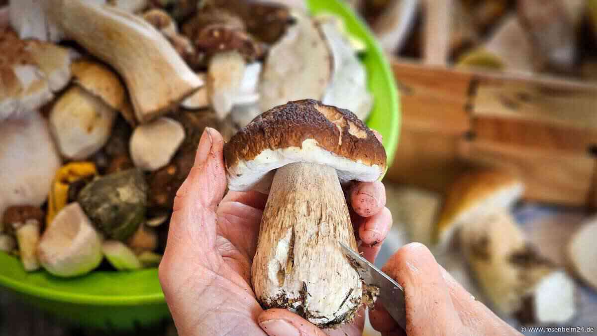 Pilzsammler traut seinen Augen kaum – dieser Steinpilz wiegt 1,5 Kilo: „Frisch und vollkommen”
