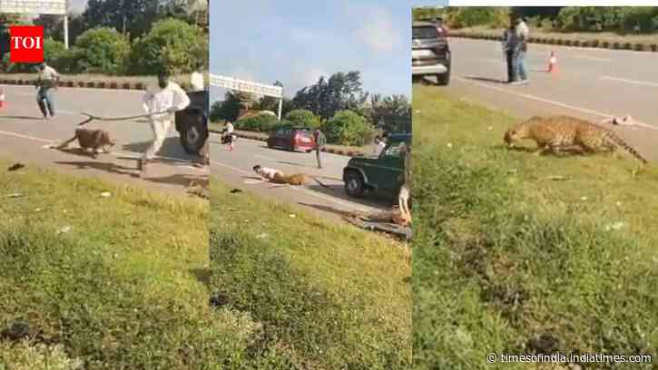 ‘Suddenly, it attacked’: Injured leopard ambushes forest official during Karnataka operation