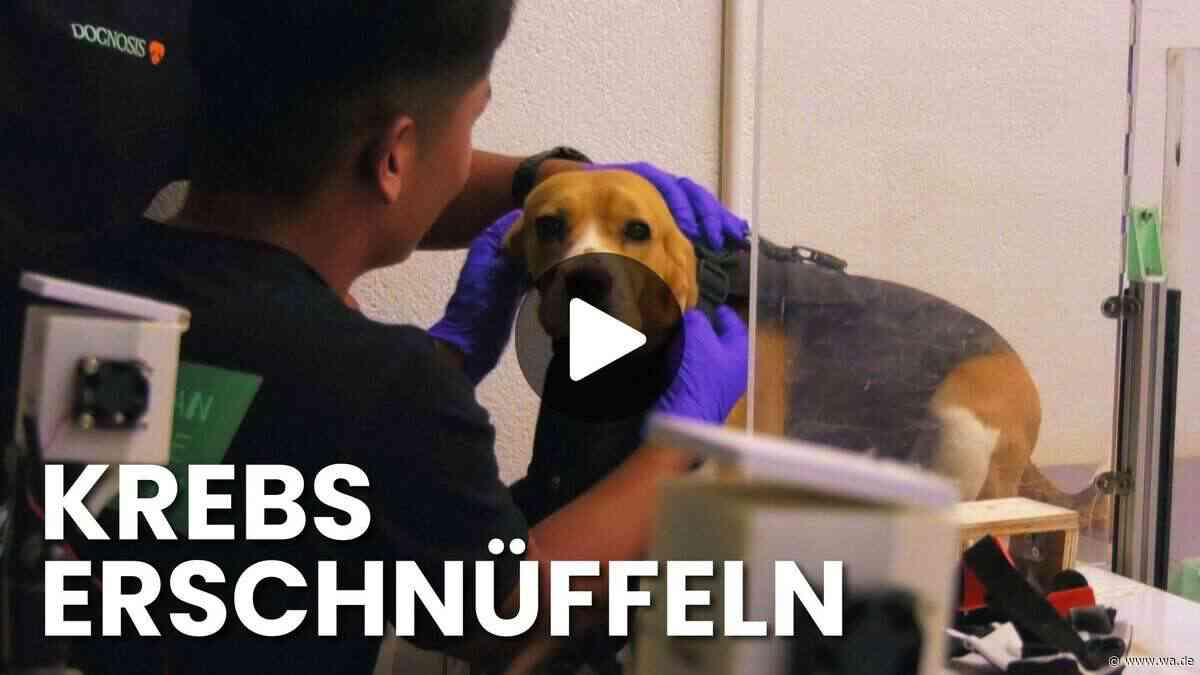 Krebs erschnüffeln: Video zeigt tierische Hightech-Sensoren