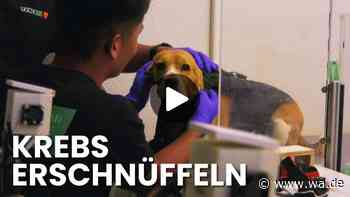Krebs erschnüffeln: Video zeigt tierische Hightech-Sensoren