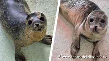Meet the two newest pups receiving care at Tynemouth Seal Hospital