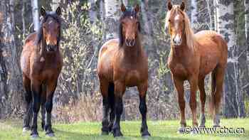 Alberta gets federal approval to test birth control vaccine on wild horses