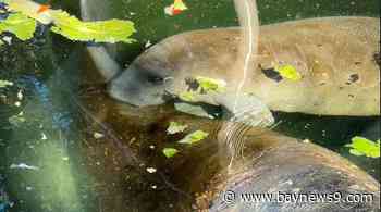Changes to Endangered Species Act raise concerns for Florida manatees