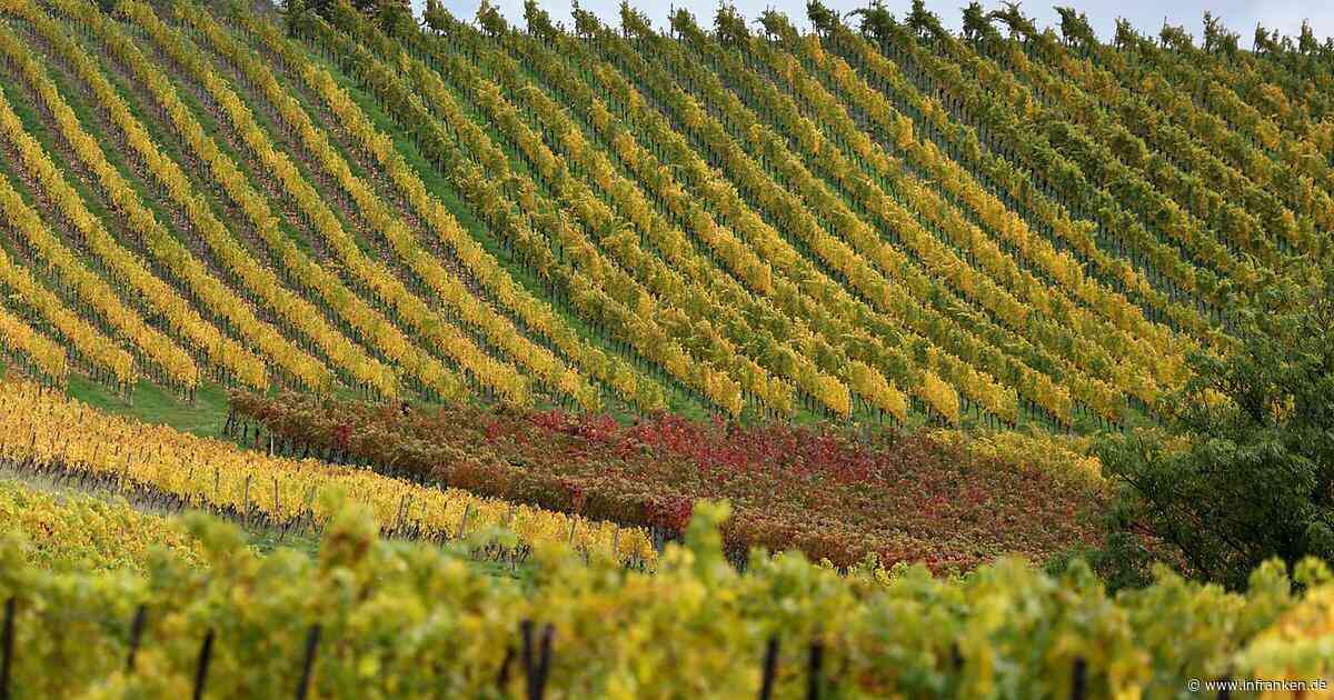 Kreis Kitzingen: Angehöriger findet Schwerverletzten in Weinberg