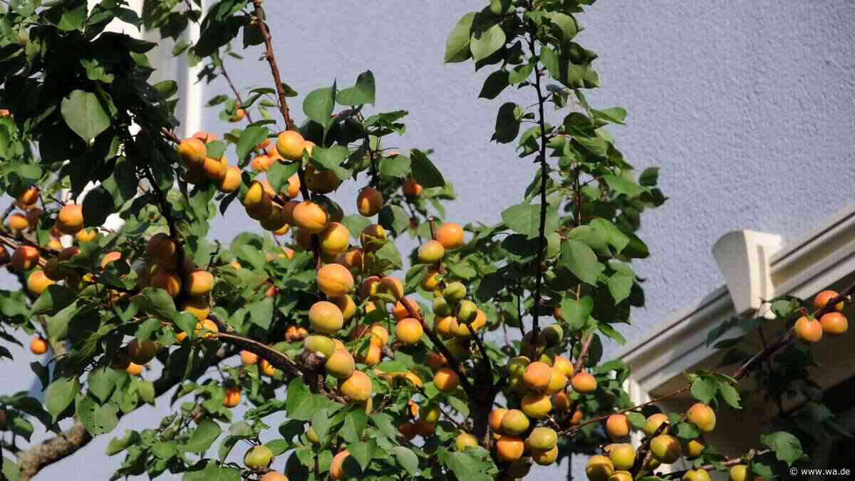 Aprikose statt Apfel? Obstbau-Experte erklärt, welche Bäume Sie in Zukunft pflanzen können