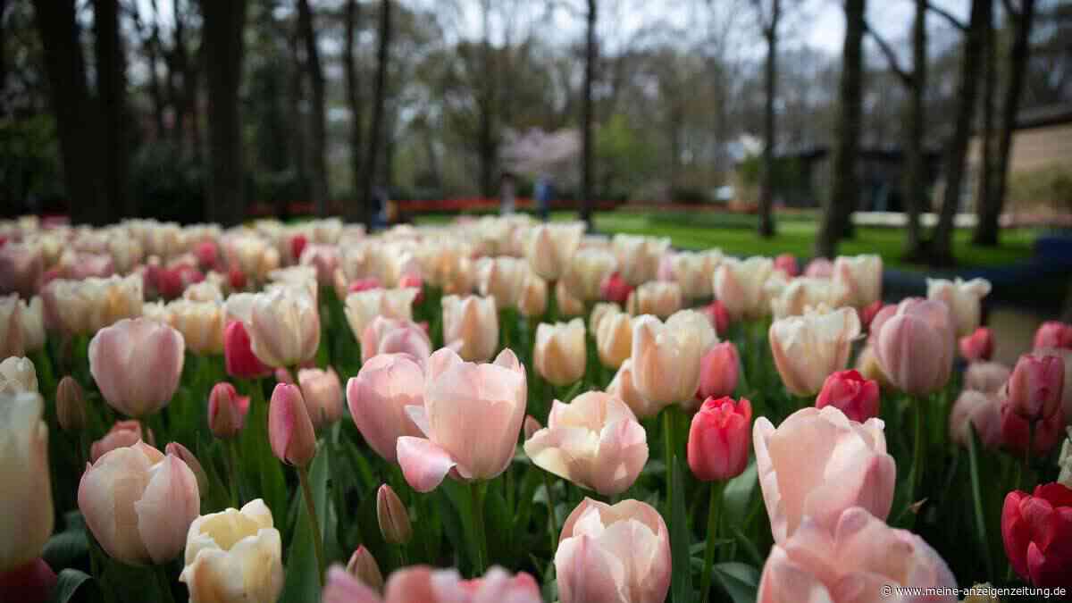 Doppelt so lange Blüten – dieser Herbst-Trick verändert alles im Blumenbeet