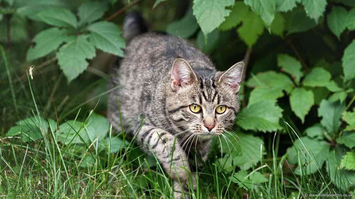 Cats will stop using your garden as loo if 1 ingredient is sprayed outdoors
