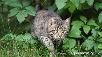 Cats will stop using your garden as loo if 1 ingredient is sprayed outdoors