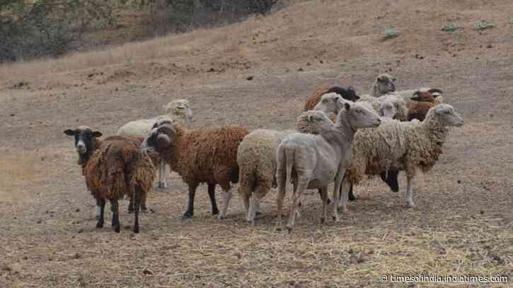 In 1980, conservationists began eradicating feral sheep to restore California's Santa Cruz Island
