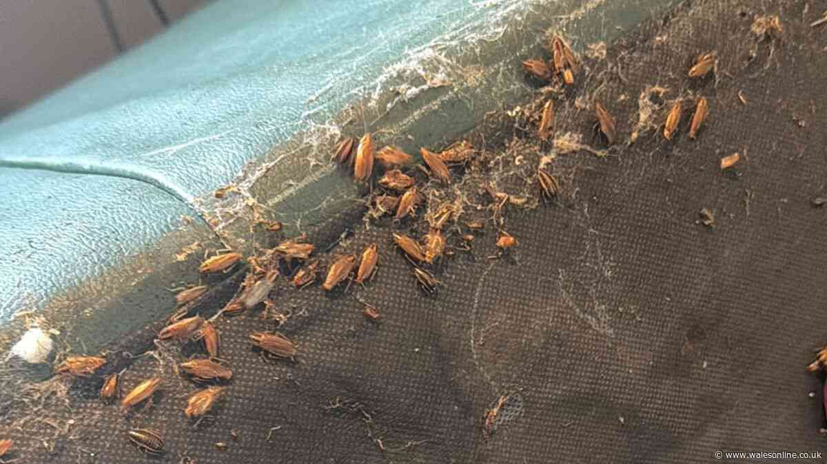 Cockroaches swarming Pontypridd house is worst infestation pest controller has seen
