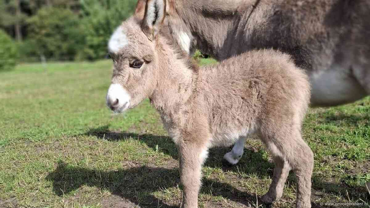 Twee weken oude ezel Pleun doodgeschoten teruggevonden in wei Ezelpaleis