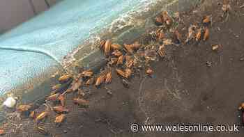 Horror cockroach infestation in Pontypridd 'like something from a Stephen King' novel