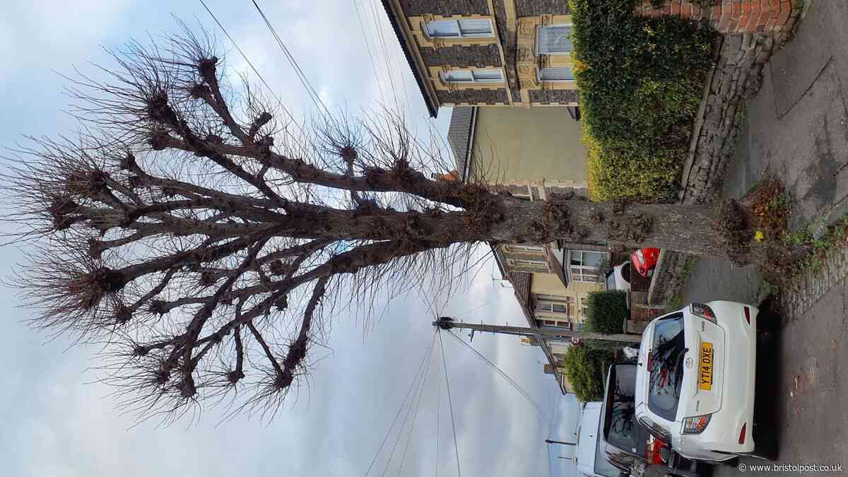 Tree-felling plans go out to consultation for second time after council failed to give enough details