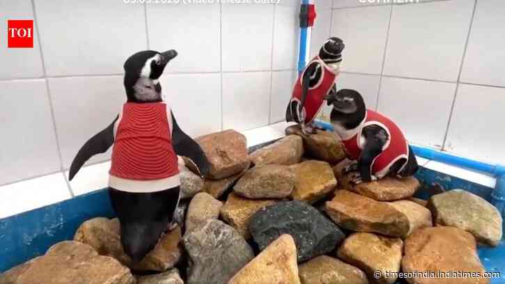 As El Niño intensifies, scientists in Chile are making a vulnerable penguin species wear copper vests, here's why